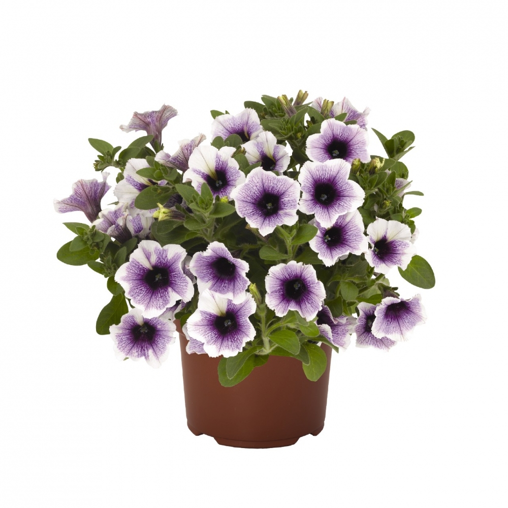Петуния Sweetunia Purple Spotlight  (16 шт.)у