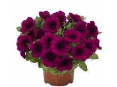 52.Петуния Sweetunia Purple (16 шт.)