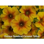 Chameletunia  (Petchoa  BeautiCal) Caramel Yellow ( 100 штук)