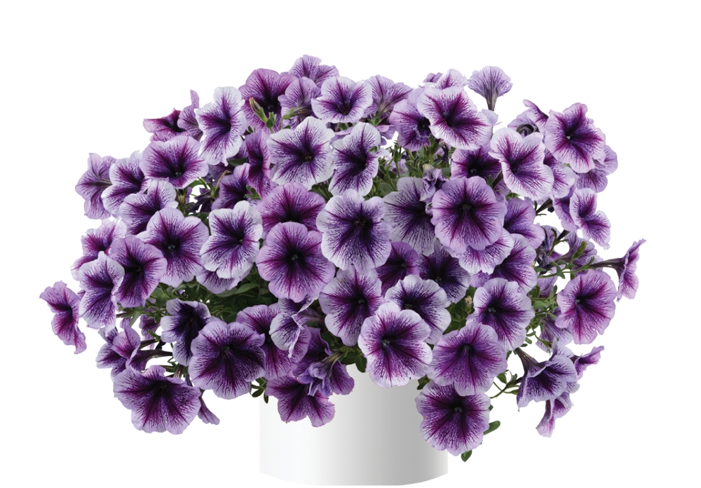 Петуния RAY Purple Vein (16 шт.)у