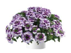 Вербена Vanessa Compact Bicolor Purple (16 шт.)у
