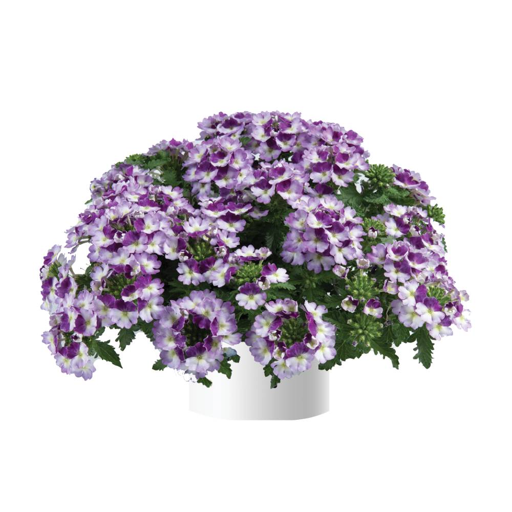 Вербена Vanessa Compact Bicolor Purple (16 шт.)у