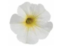 Chameletunia  ( петхоа!) Pearl White (16 шт.)у
