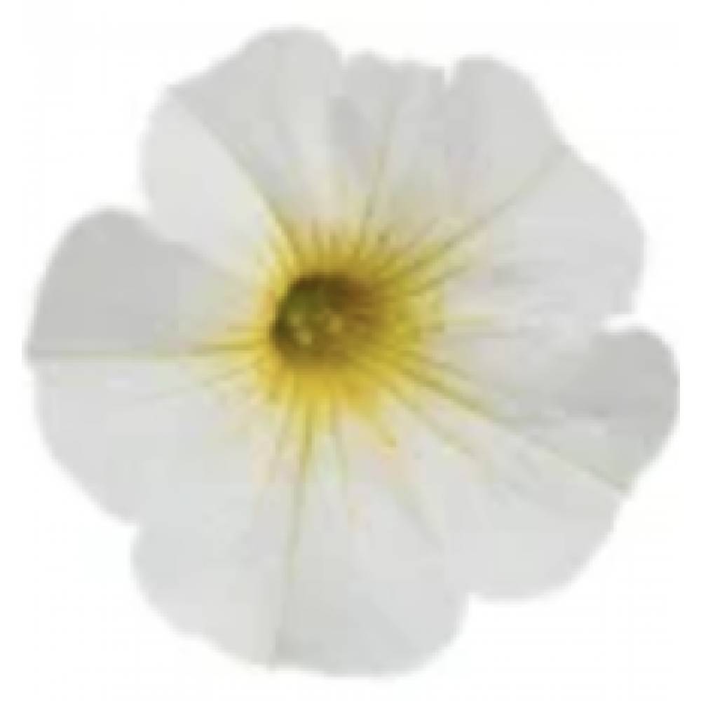 Chameletunia  ( петхоа!) Pearl White (16 шт.)у