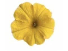 Chameletunia ® (петхоа )  Yellow Sun (16 шт.)у