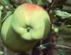 Яблоня сорт  « МАРТОВСКОЕ »