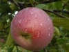 Яблоня сорт  « ОРЛИК »