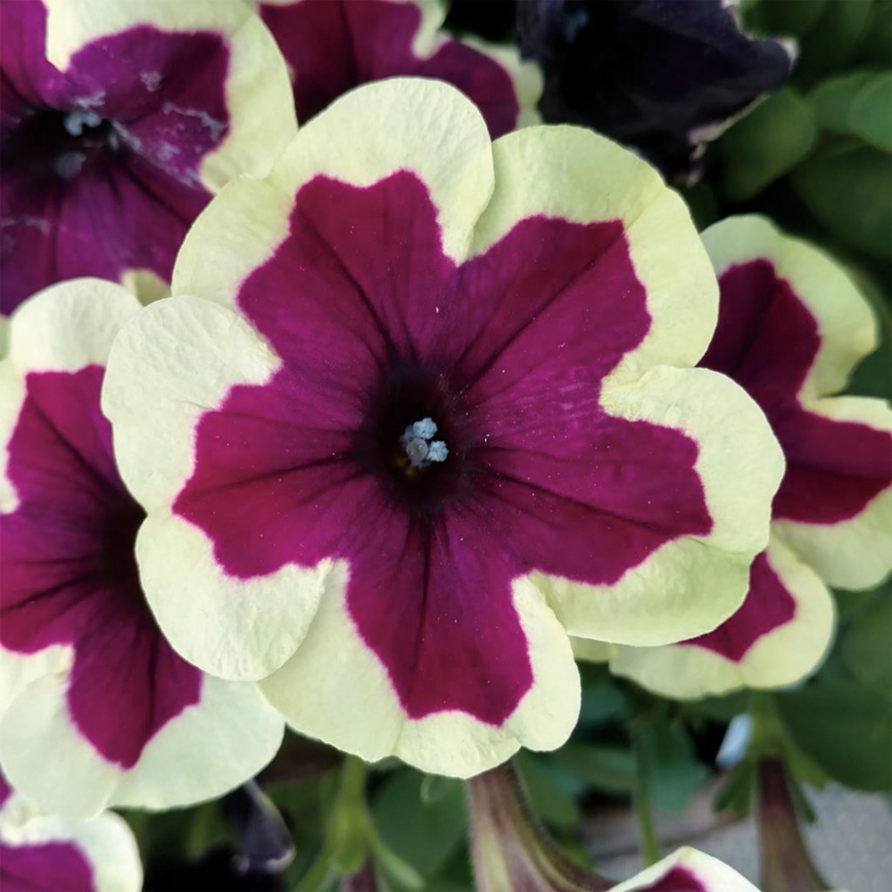 Петуния Petunia Prelude Violet Vein