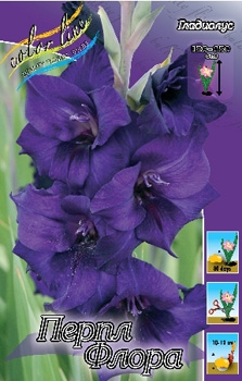 Гладиолус  «Purple Flora»    1  шт. ( 12/14)