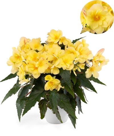 Бегония Florencio Yellow (30 шт. по 84 руб.)