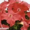 Петуния грандифлора Лимбо Салмон (10 драже)