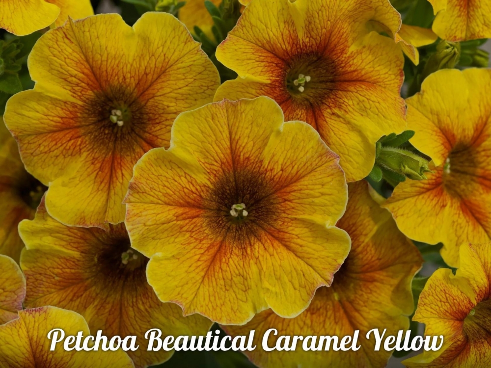 Chameletunia  (Petchoa  BeautiCal) Caramel Yellow (16 шт.)у