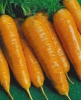 Морковь  «Тушон»  ( 2 грамма)