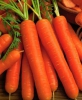 Морковь « Берликум роял» (2 грамма)