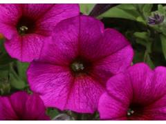 Petchoa BEAUTICAL  Purple Dawn(16шт)