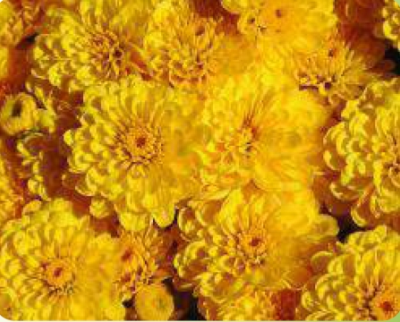 Хризантема Gigi Yellow( 16 штук)