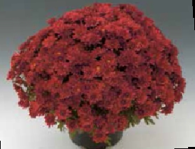 Хризантема Branfortune Red ( 16 штук)