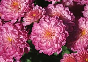 Хризантема Gigi Dark Pink ( 16 штук)