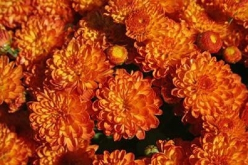 Хризантема Gigi Orange ( 16 штук)