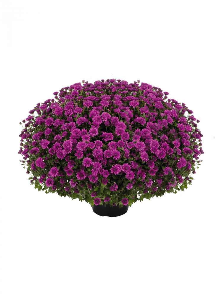Хризантема Araxa Purple ( 16штук)