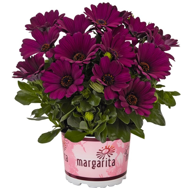 Остеоспермум Margarita Purple ( 16 штук)