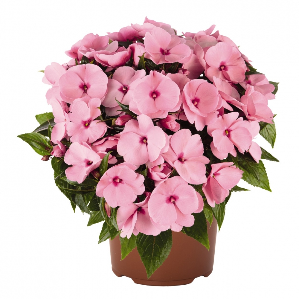 Бальзамин новогвинейский  Petticoat Soft Pink (84 шт. по 39 руб)