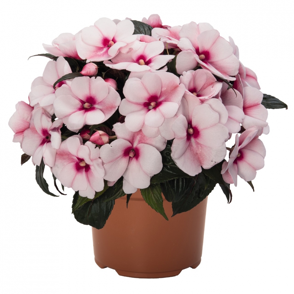 Бальзамин новогвинейский Tamarinda Cherry Blossom (84 шт. по 39 руб)