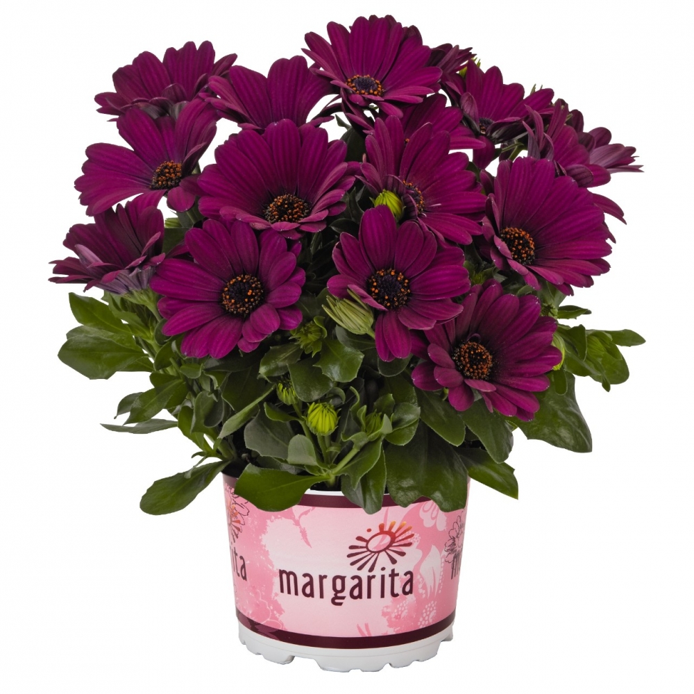 Остеоспермум Margarita Purple (104 шт. по 40 руб)