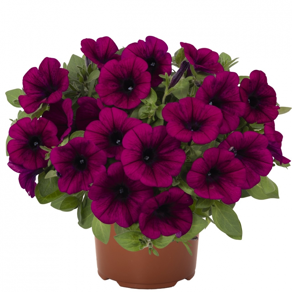 Петуния Sweetunia Purple (104 шт. по 36 руб)