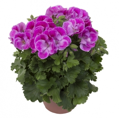 Пеларгония королевская Regalia Bright Lavendel (10 шт по 65 руб)