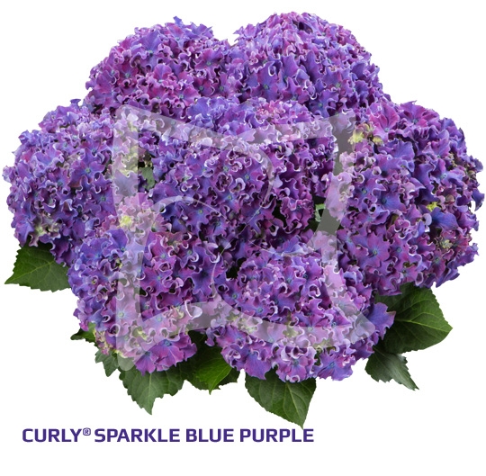Гортензия крупнолистовая« Curly® Sparkle Blue Purple »  ( 10 штук)