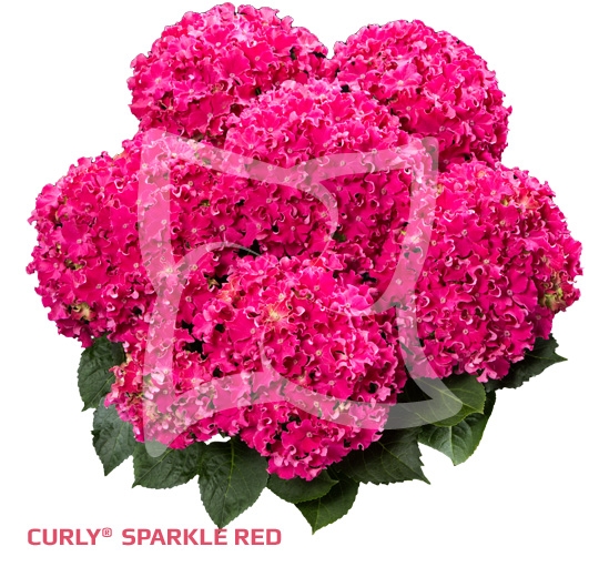 Гортензия крупнолистовая« Curly® Sparkle Red»  ( 10 штук)