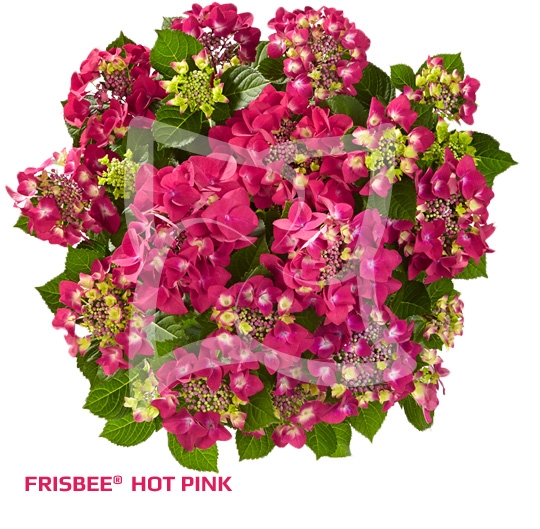 Гортензия крупнолистовая« Frisbee® Hot Pink »  ( 10 штук)