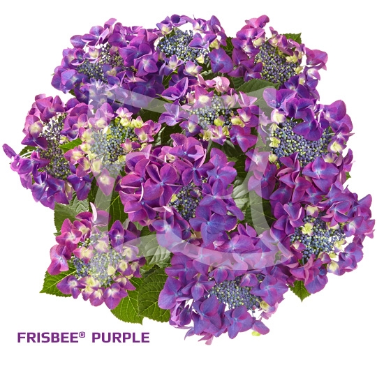 Гортензия крупнолистовая«  Frisbee® Purple»  ( 10 штук)