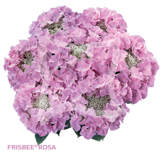 Гортензия крупнолистовая« Frisbee® Rosa »  ( 10 штук)