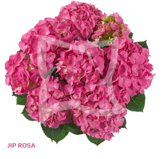 Гортензия крупнолистовая« Jip Rosa »  ( 10 штук)