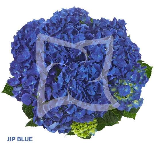Гортензия крупнолистовая« Jip Blue»  ( 10 штук)