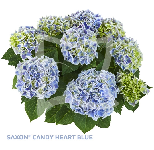 Гортензия крупнолистовая« Saxon® Candy Heart Blue»  ( 10 штук)