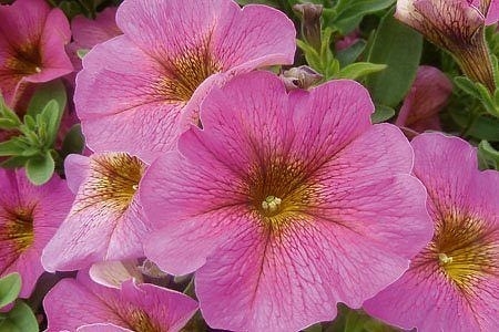 Петхоа Petchoa  BeautiCa Sunray Pink (100 штук)