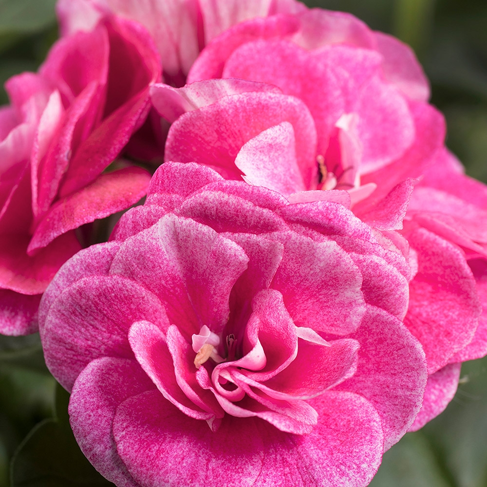 Пеларгония плющелистная Vintage Rose( 10 штук)