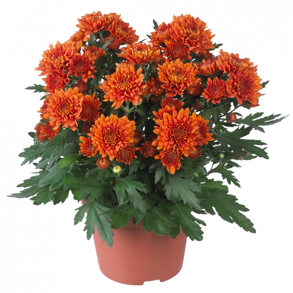 Хризантема горшечная  Chrystal Orange (126 шт. по 27 руб.)