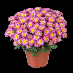 Хризантема горшечная   Stream Pink Bicolor (126 шт. по 27 руб.)