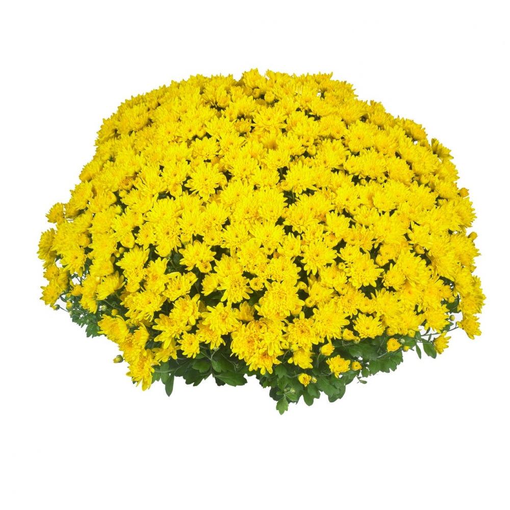 Хризантема мультифлора Giggle Yellow ( 126 шт. по 28 руб)