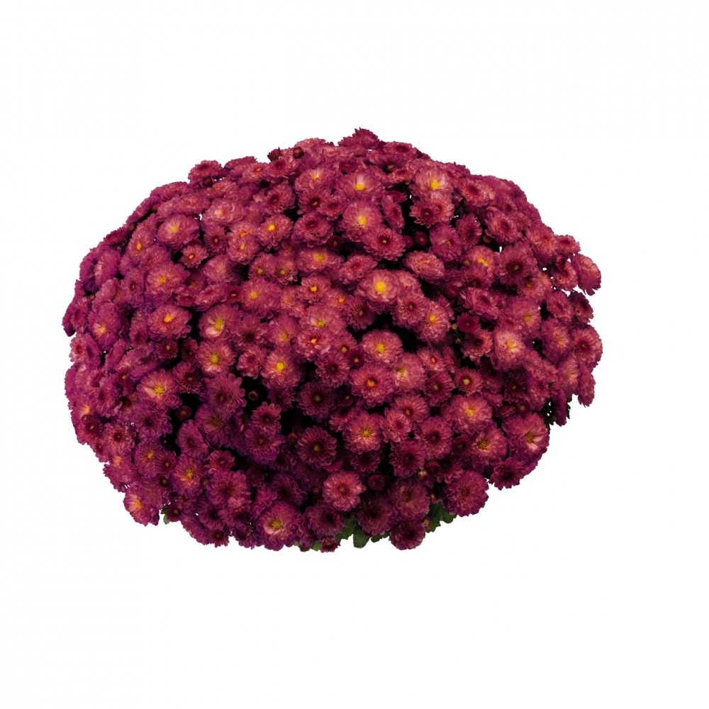 Хризантема мультифлора Gigi Dark Pink ( 126 шт. по 28 руб)