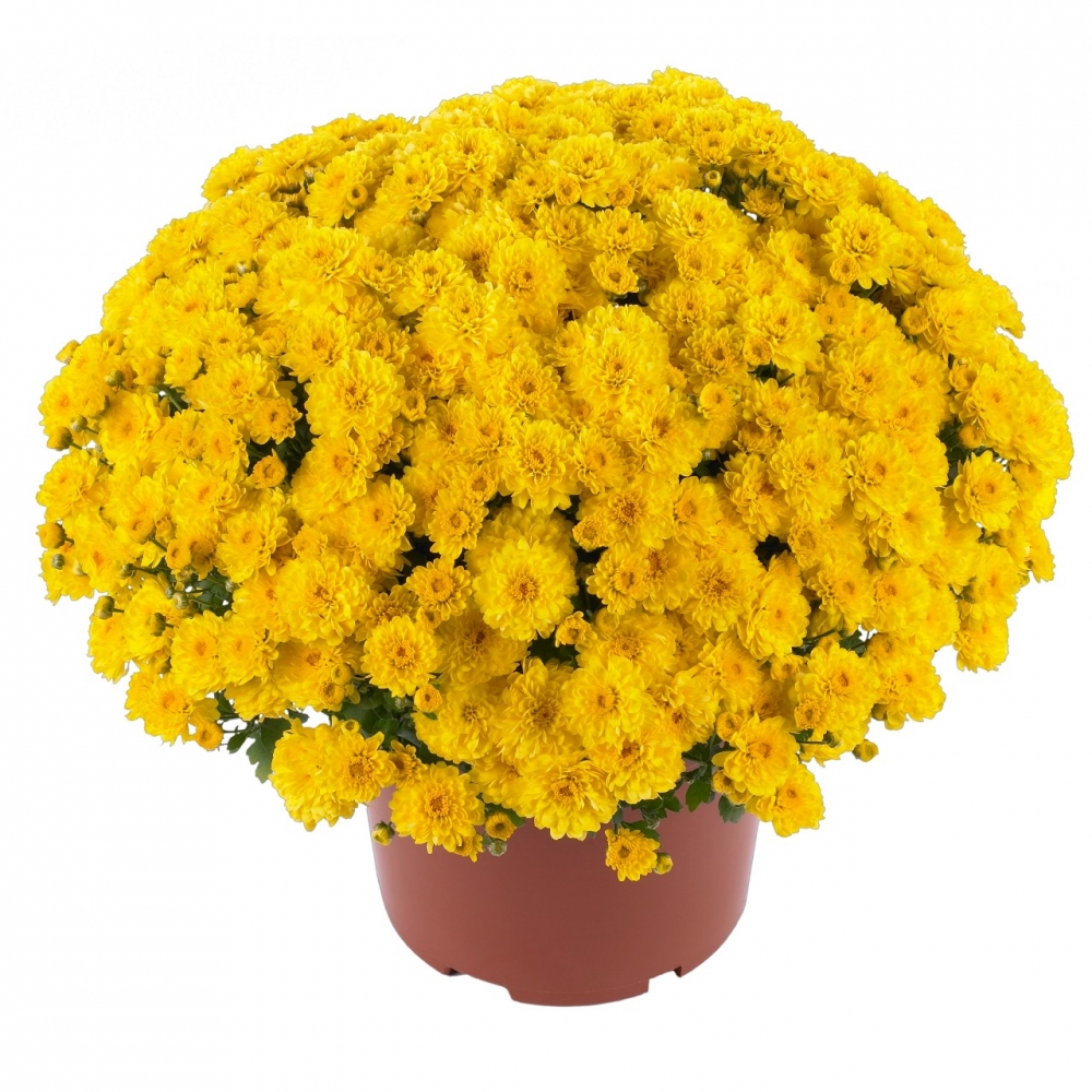 Хризантема мультифлора Gigi Yellow( 126 шт. по 28 руб)