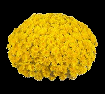 Хризантема мультифлора Daybreak Bright Yellow ( 126 шт. по 28 руб)