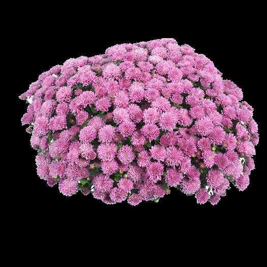 Хризантема мультифлора Daybreak Dark Pink( 126 шт. по 28 руб)