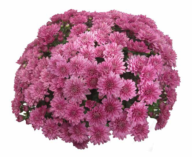 Хризантема мультифлора Daybreak Sweet Pink ( 126 шт. по 28 руб)