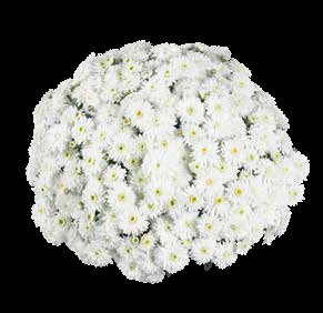 Хризантема мультифлора Daybreak Pure White( 126 шт. по 28 руб)