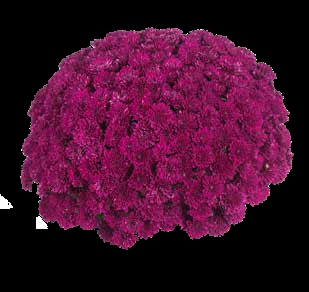 Хризантема мультифлора Daybreak Purple( 126 шт. по 28 руб)